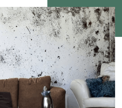 Professional mold removal services in Boston, MA