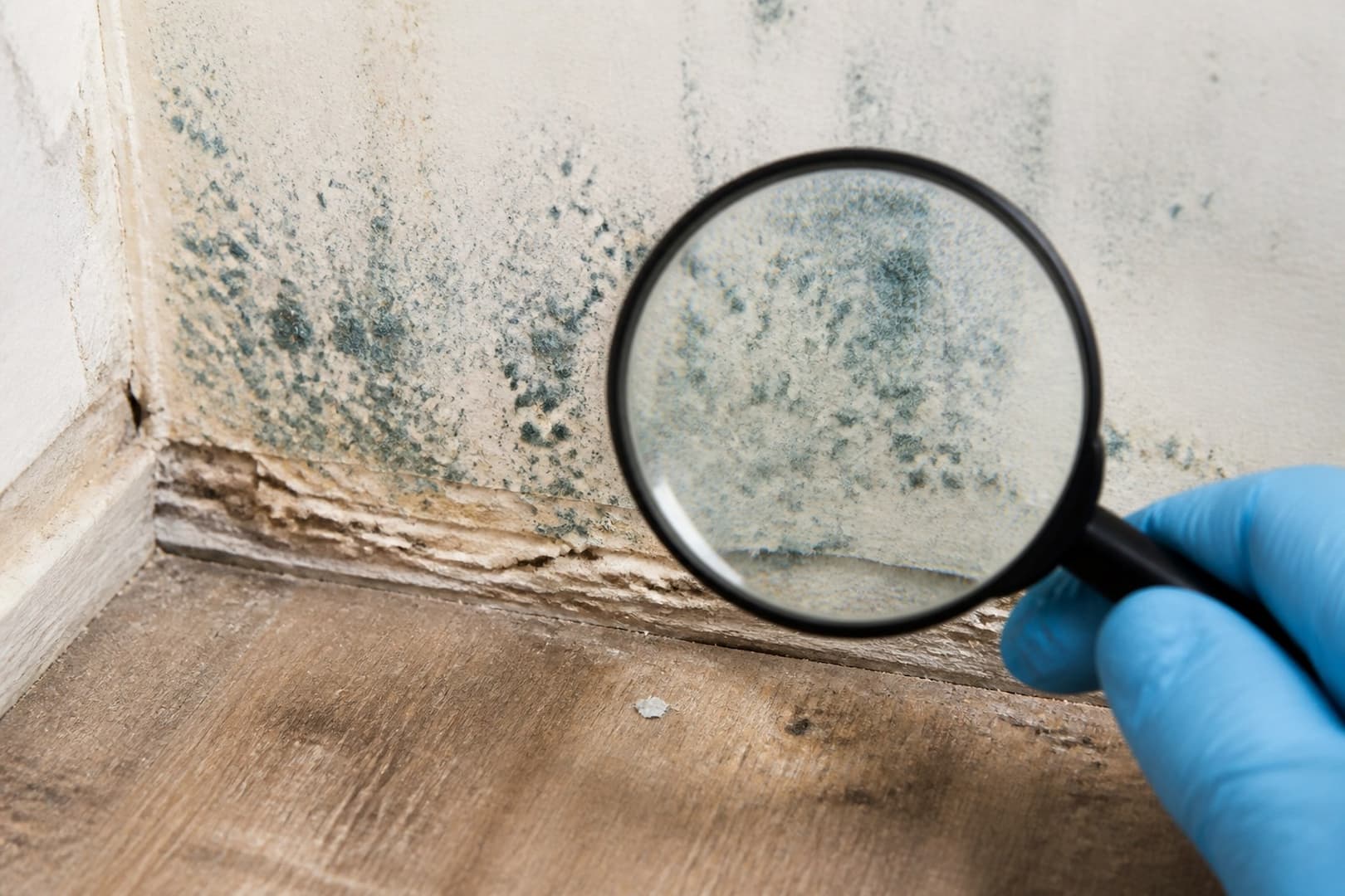 BRG technician inspecting damp building material with blue-green mold-like growth — close technical detail