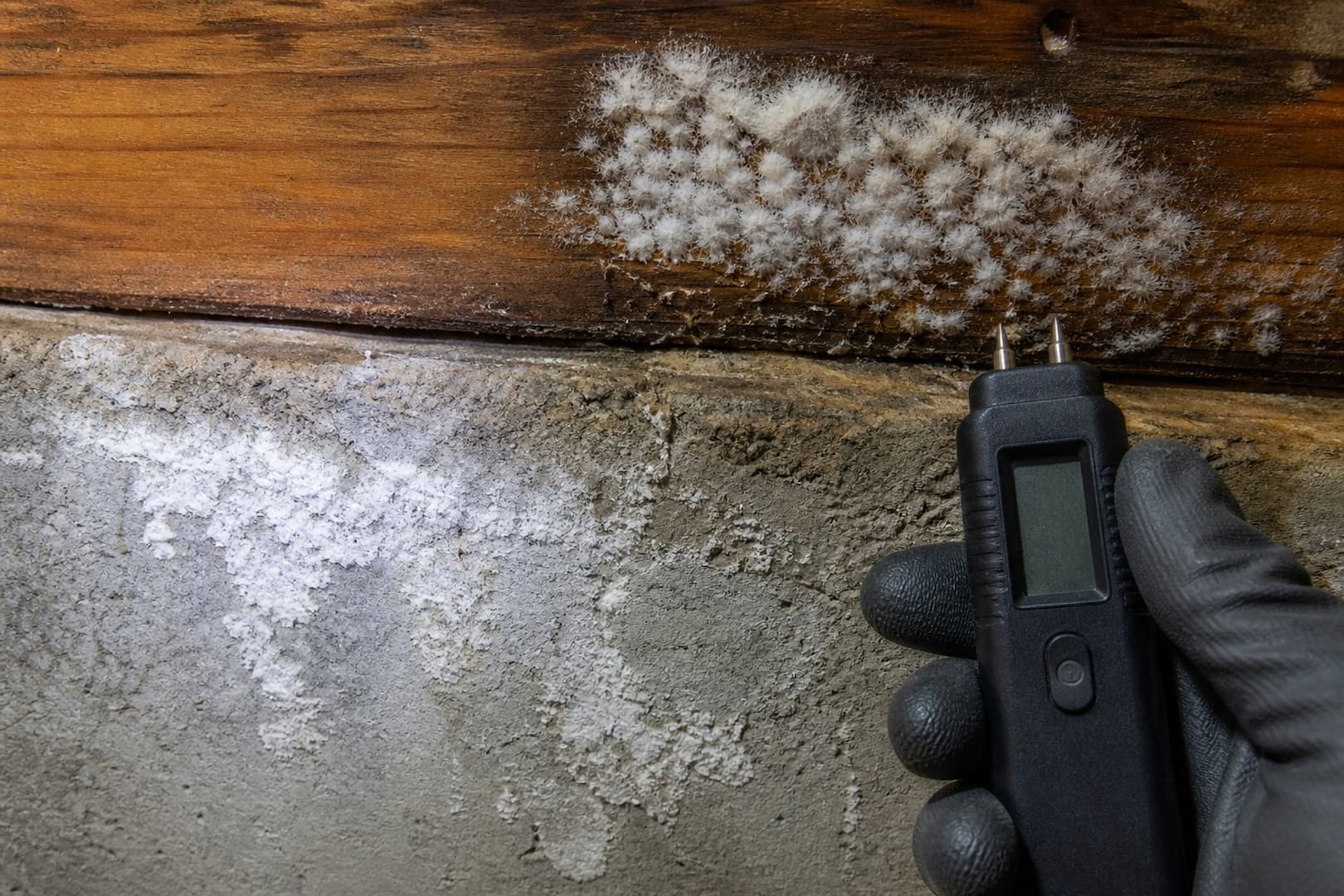 BRG specialist checking moisture near pale wall discoloration — close technical detail